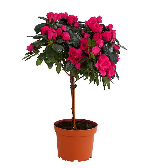 Zimmerazalee - Rhododendron simsii,