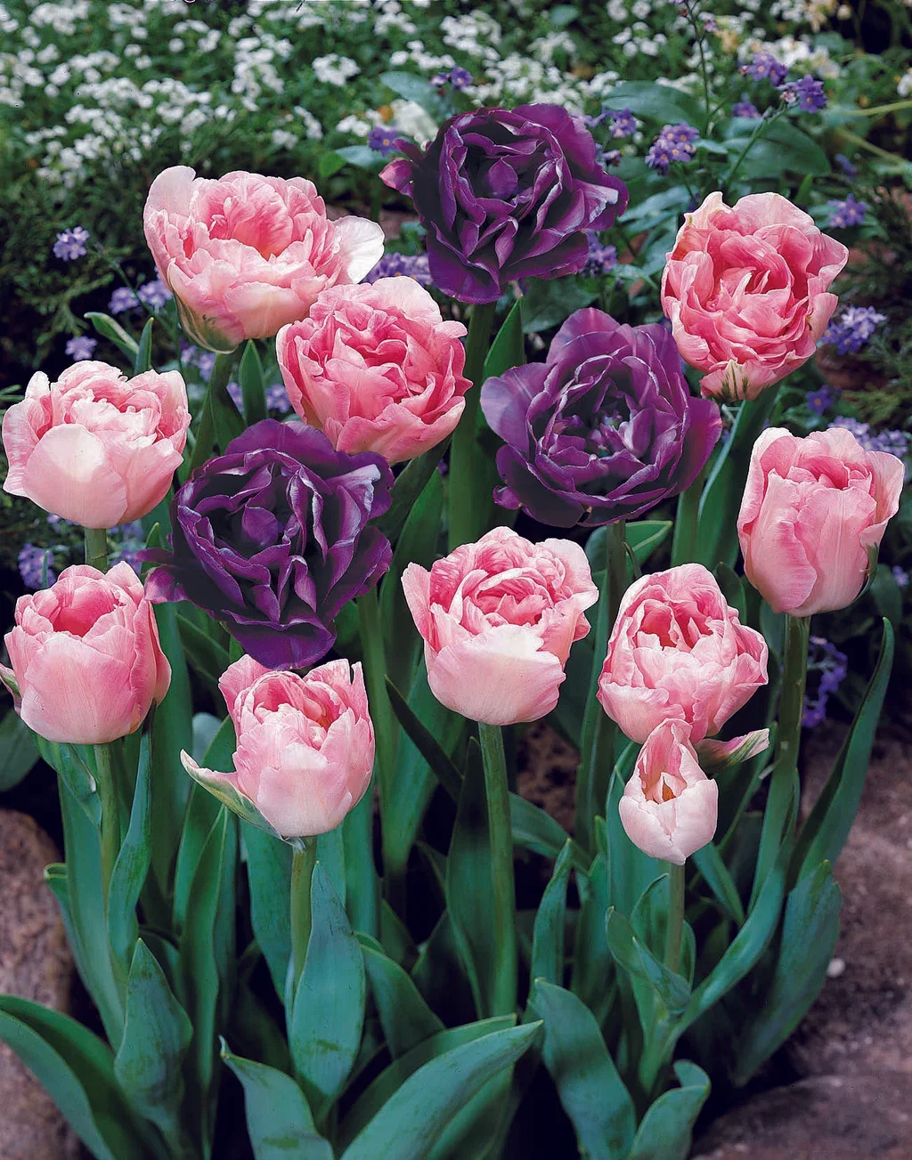 Tulipa Tulipanmiks Double Delight