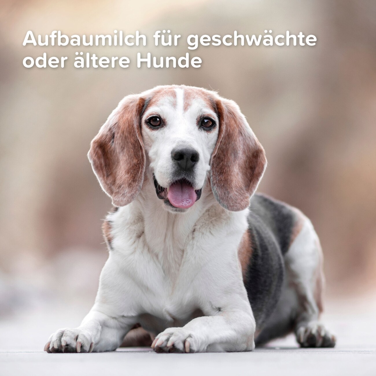 Beaphar Lactol Aufzucht-Milch 500 g