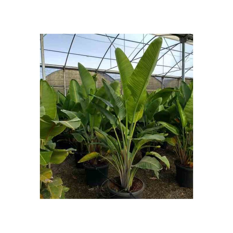 Strelitzia augusta ou strelitzia alba (oiseaux du paradis géant) blanc et bleu - taille pot 130l - plusieurs pieds - 180/220cm