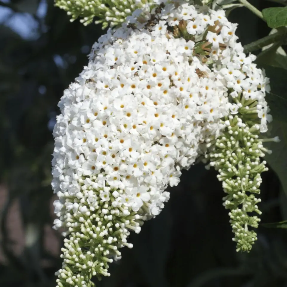 Vlinderstruik - Set van 3 - Buddleja davidii - Hoogte 25-40cm - ⌀9cm