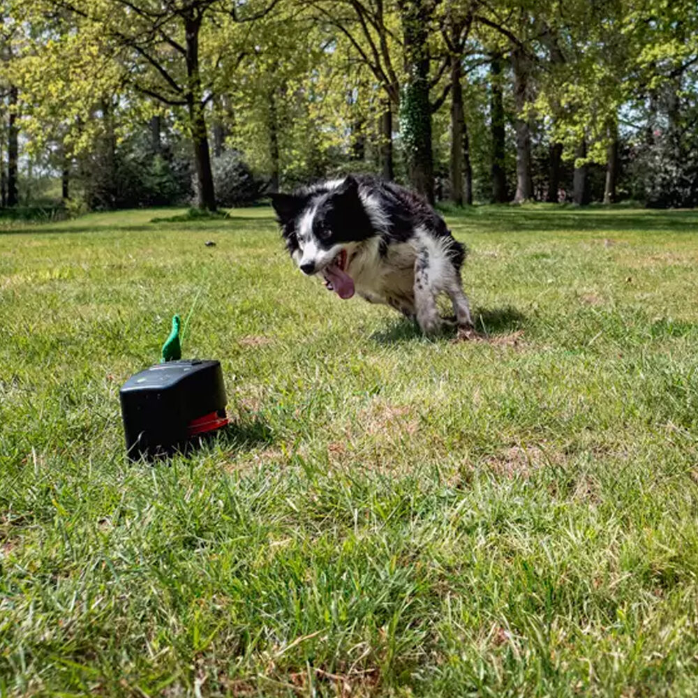 Dog Comets Star Chaser