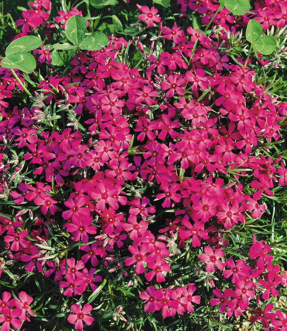 Phlox-Mix 'Flowers of the Sea'