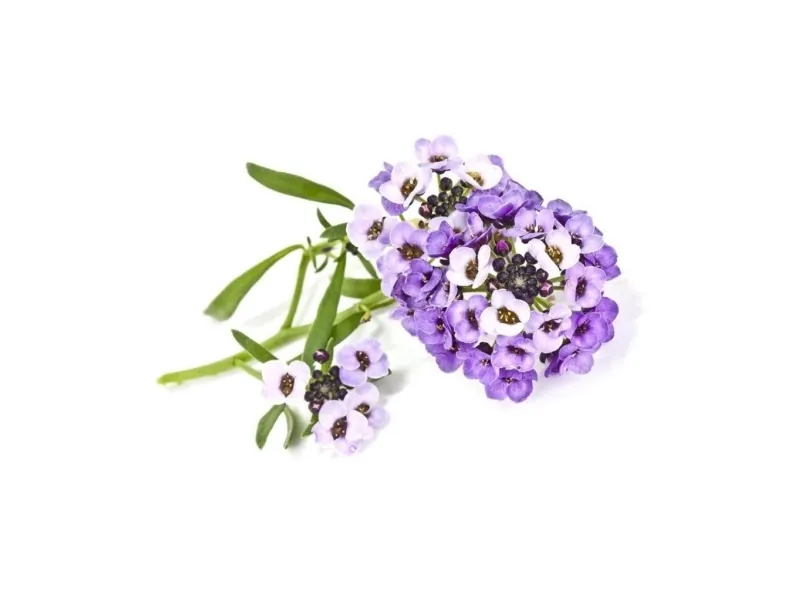 Click & Grow SGR35x3, Prydplante, Sød alyssum, Startsæt, 7 - 14 dage, 18 - 24 °C, 3 stk