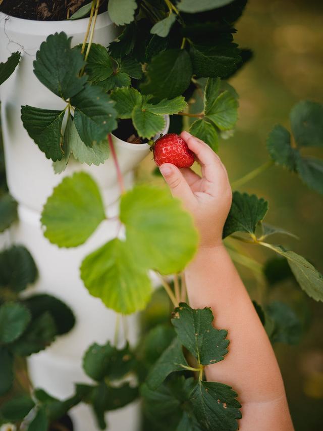 Erdbeeren Starter-Set