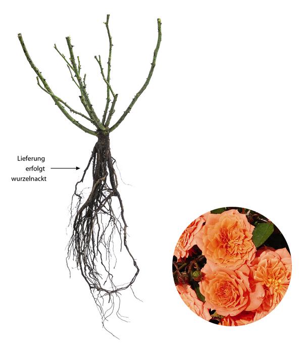 Zwergrose 'Ninetta®'