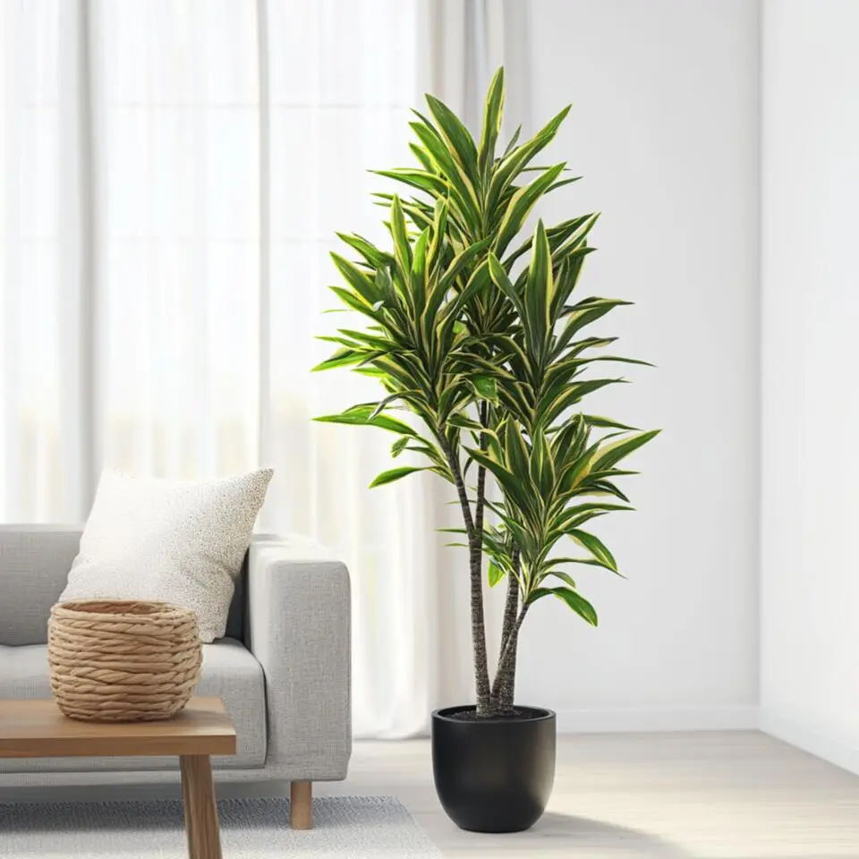 Drakenbloedboom - Dracaena fragrans 'Cintho' - Hoogte 140-150cm - ⌀24cm