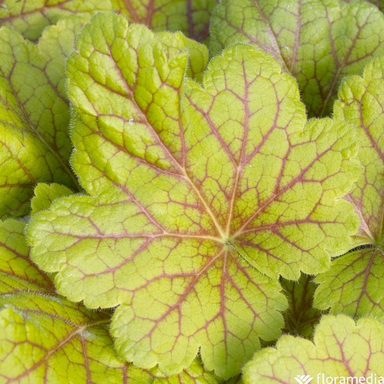 Heuchera : conteneur de 1 Litre couleur