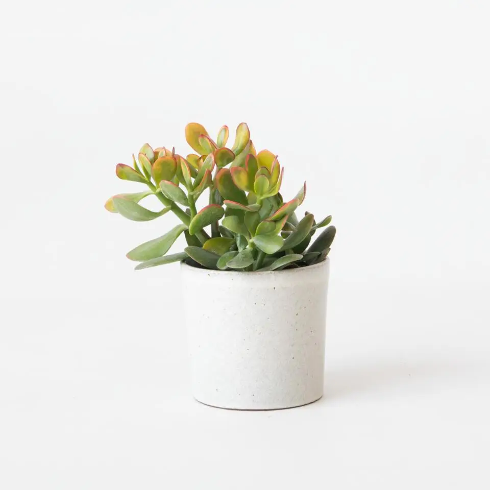 Geldboom - Crassula ovata 'Sunset' - Hoogte 15-20cm - ⌀12cm