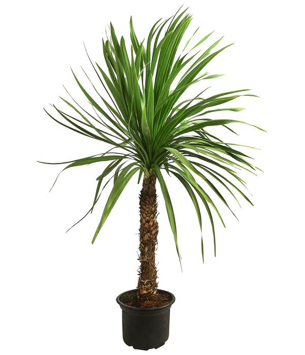 Keulenlilie - Dracaena indivisa