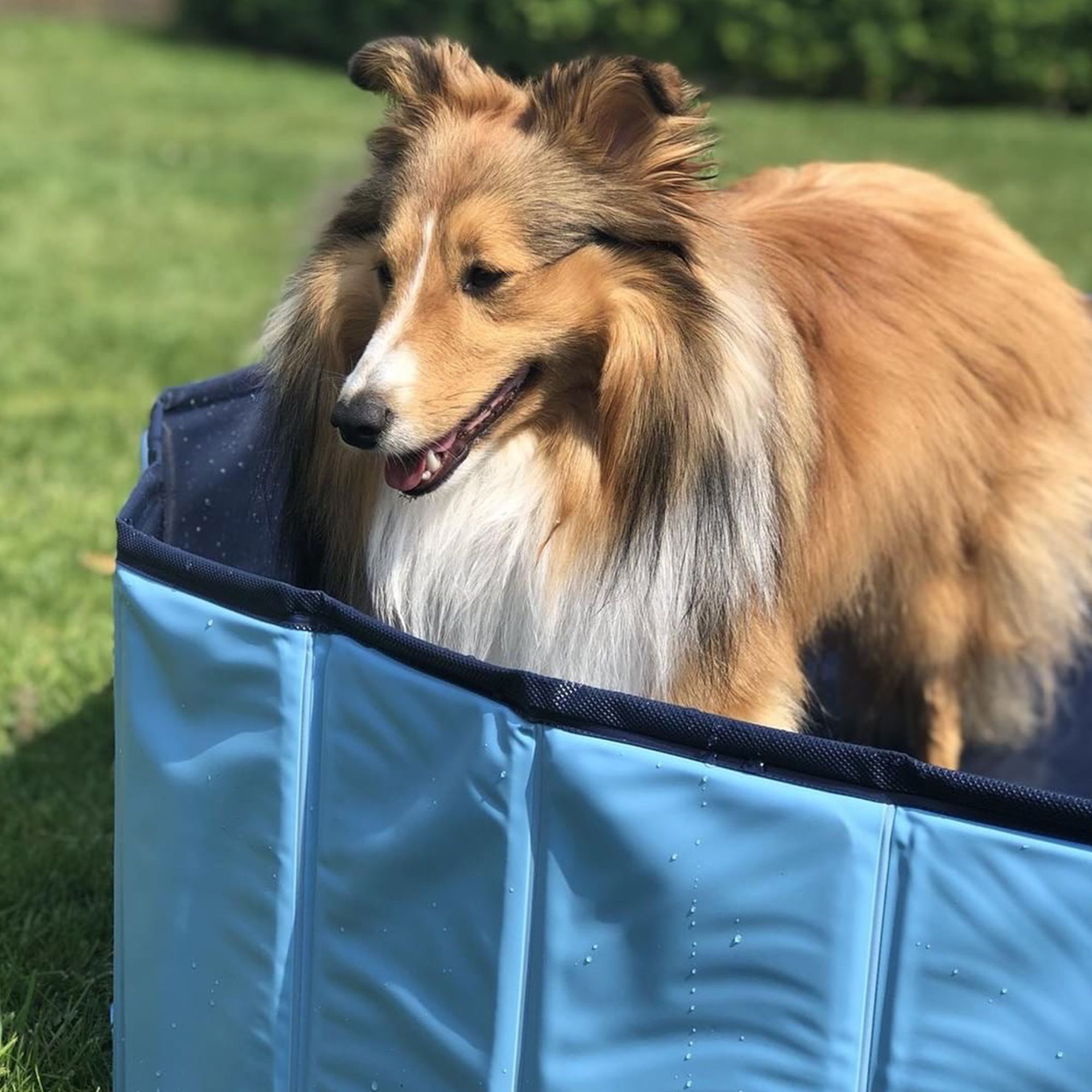 Doggy-Pool Planschbecken für Hunde Swimmig Pool - 120 cm Duchmesser