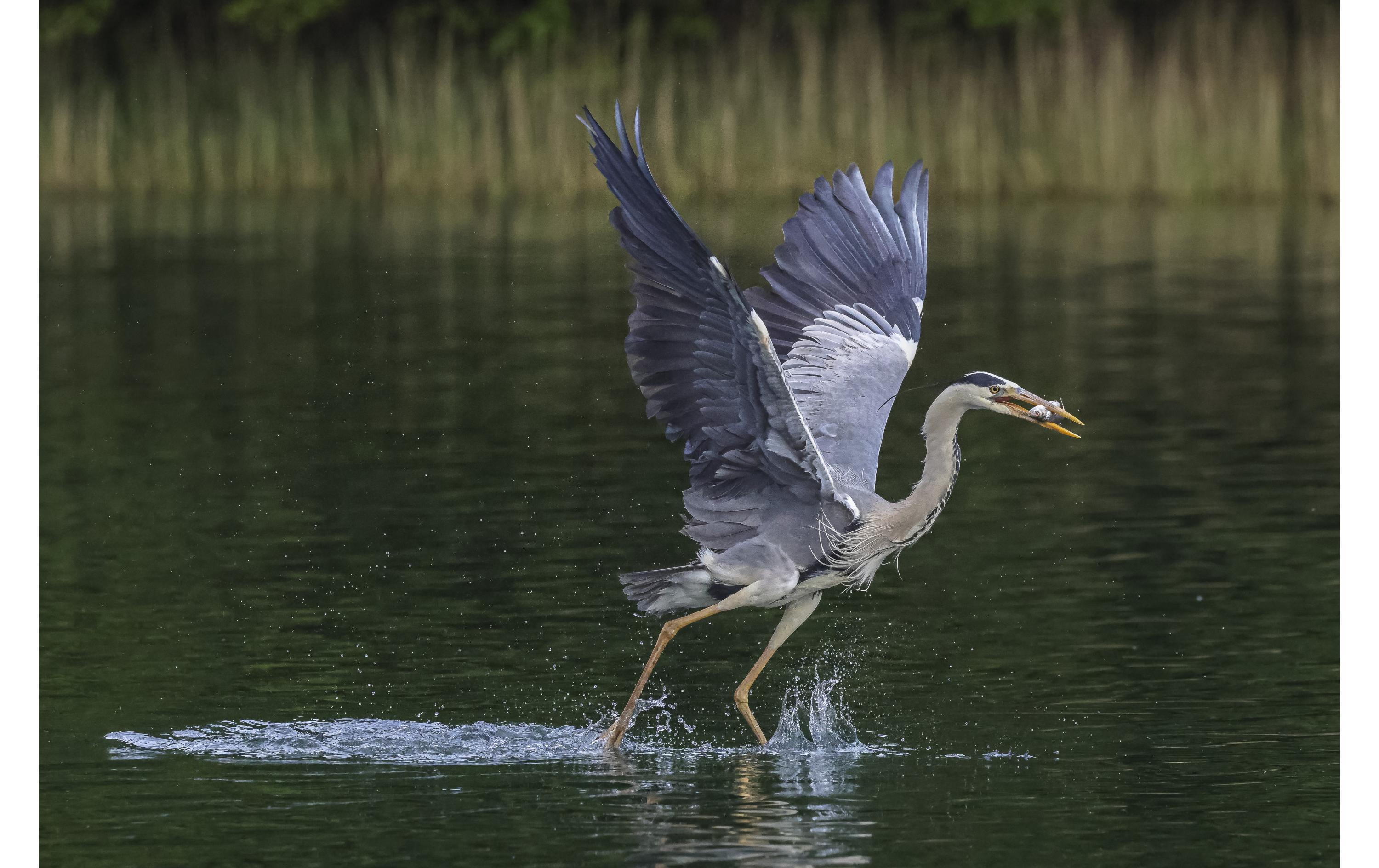 Zoomobjektiv RF 100-500mm F/4.5-7.1L IS USM Canon RF<br>Kompaktes und leichtes Supertele-Objektiv für Sport- und Wildlife-Aufnahmen