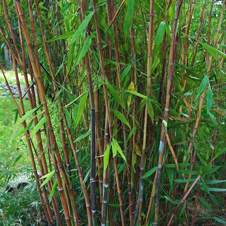Bamboe - Set van 12 - Fargesia nitida 'Gansu' - Hoogte 50-70cm - ⌀17cm