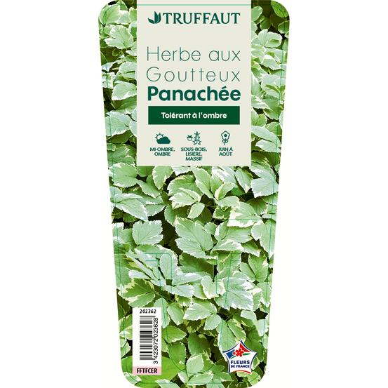 Herbe aux goutteux : godet