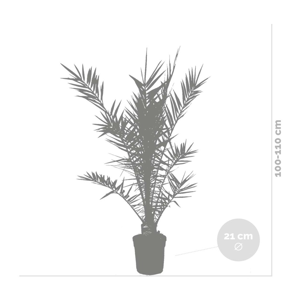Phoenix canariensis – palmier dattier – palmier – persistant – ⌀21 cm - ↕100-110 cm