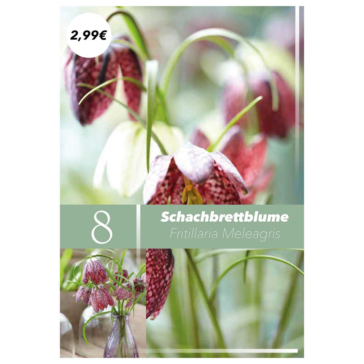 Blumenzwiebeln Frühlingsboten Herbst 9fach