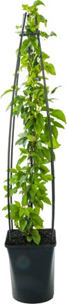 Bosrank (Clematis 'Nelly Moser') D 23 H 117 cm