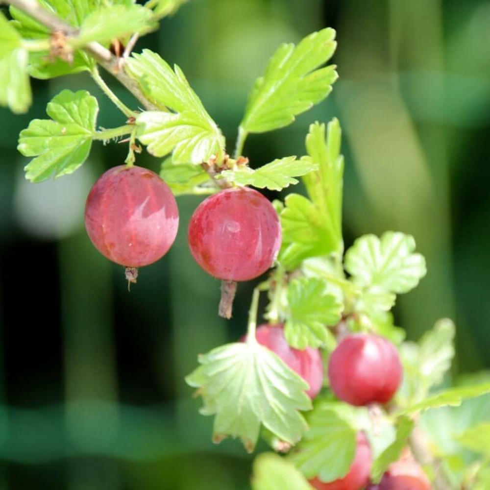 Groseillier à maquereaux (ribes 'uva crispa') - godet - taille 13/25cm