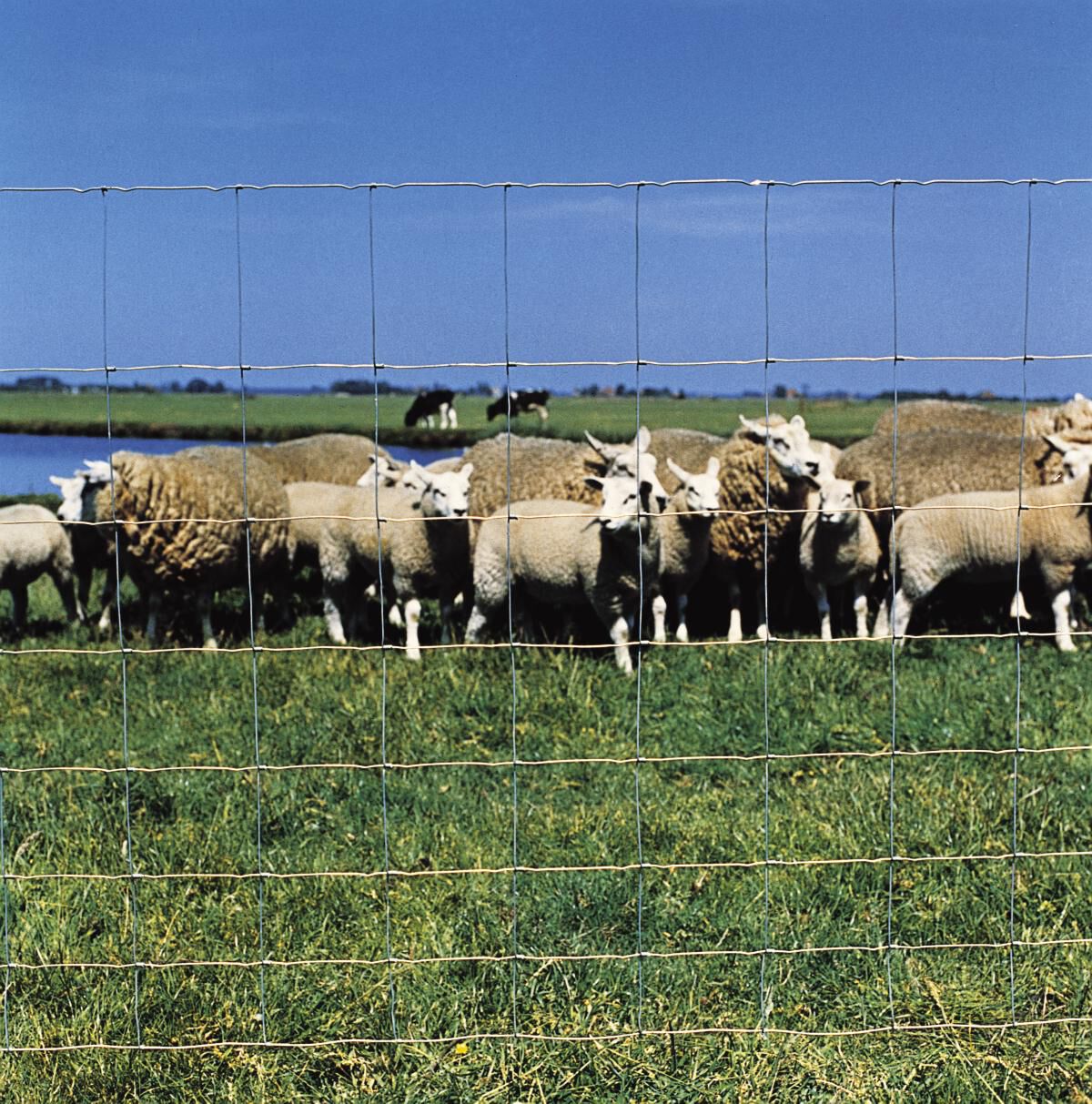 Betafence - Ursus Zincalu - Geknoopt schapengaas met spiraalknoop - Verzinkt - 80 cm - 92x80x28 cm - 500 cm