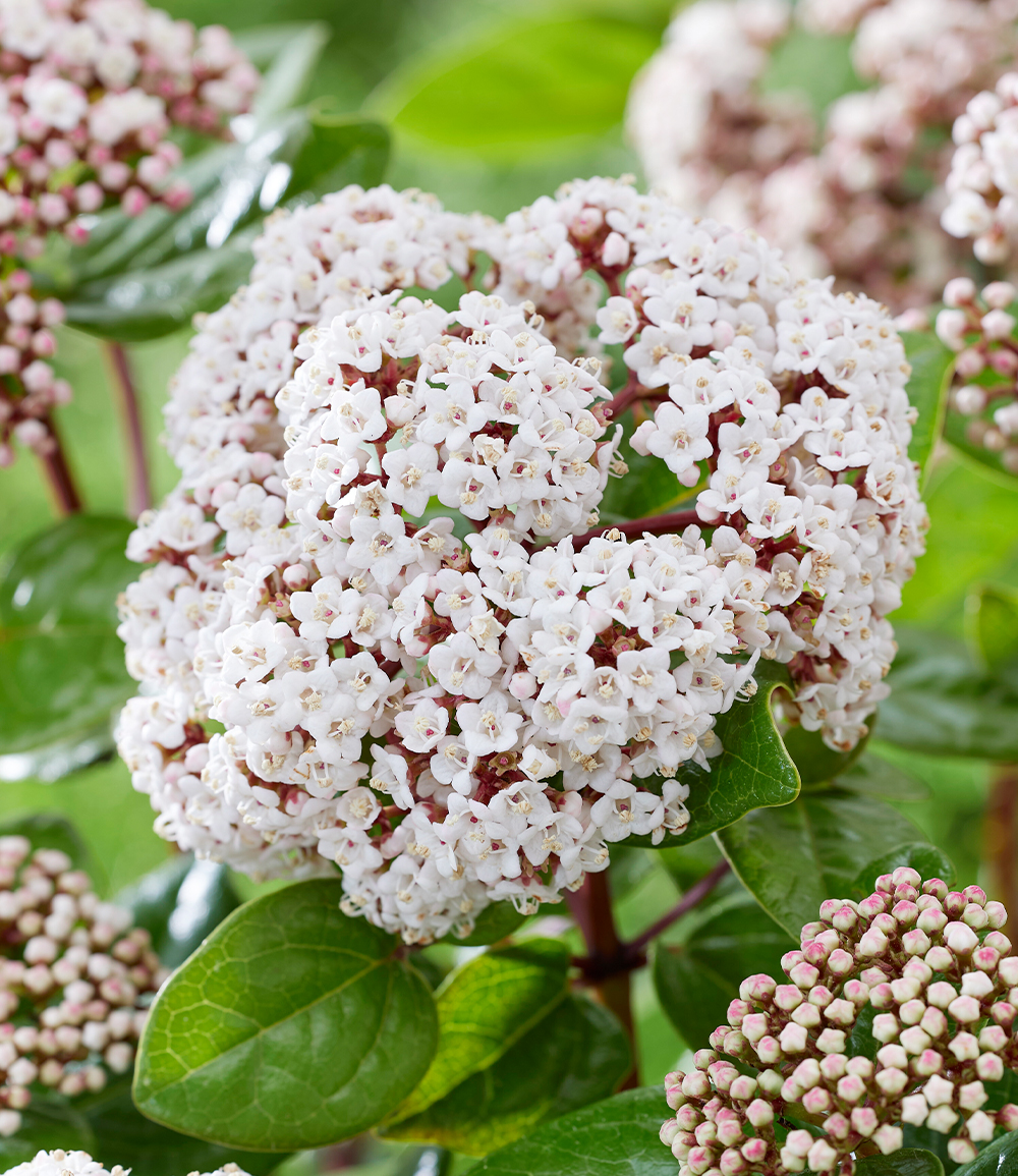 Winterblüher Viburnum 'Rock 'n Rolla®'