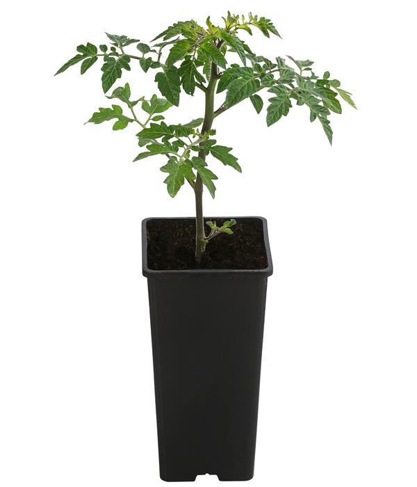 TomTato® Tomatenkartoffel