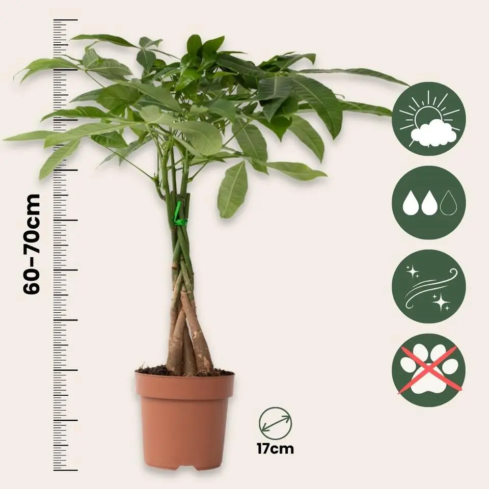 Geldboom - Pachira aquatica - Hoogte 60-70cm - ⌀17cm