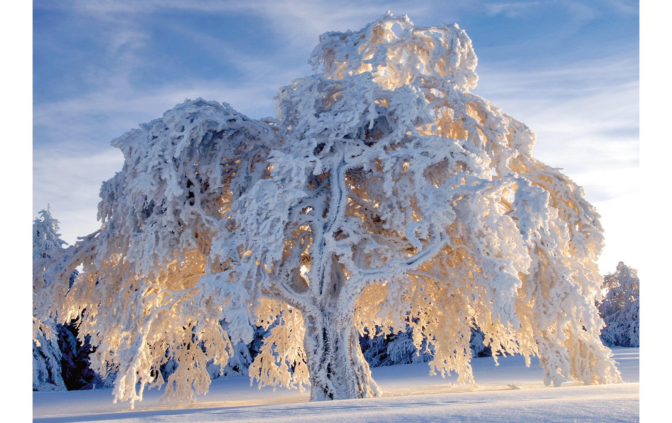 Motivkarte Baum im Schneegewand 17.5 x 12.2 cmWinterliche Grusskarte