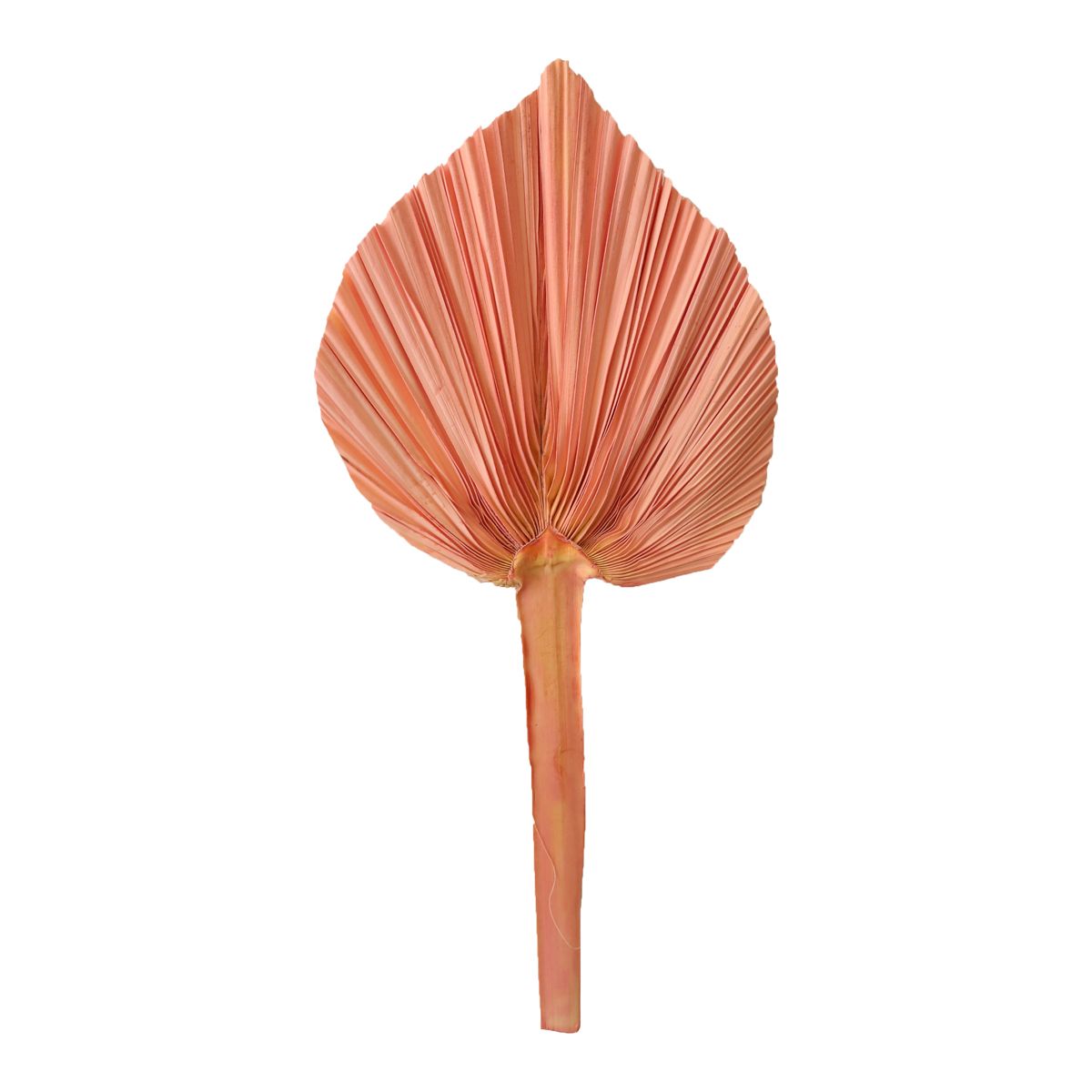 Feuille de palme rose 20-25 cm Atelier jasmin