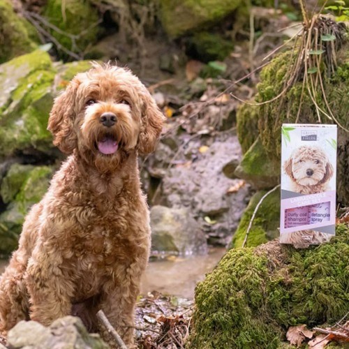 Conjunto de shampoo e spray desembaraçante Greenfields para Labradoodles