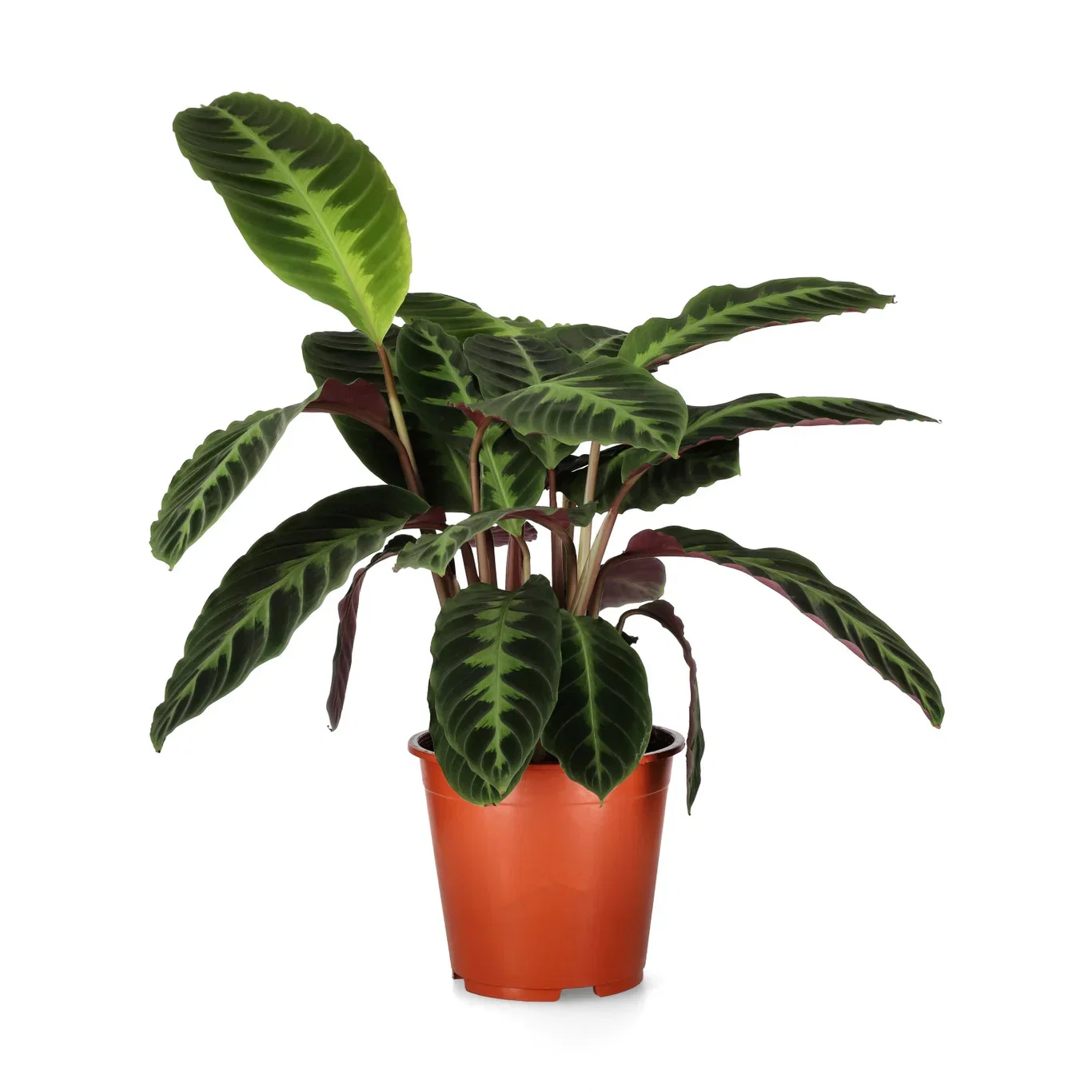Calathea warscewiczii Calathea ‘Warscewiczii’ Høyde 80 cm