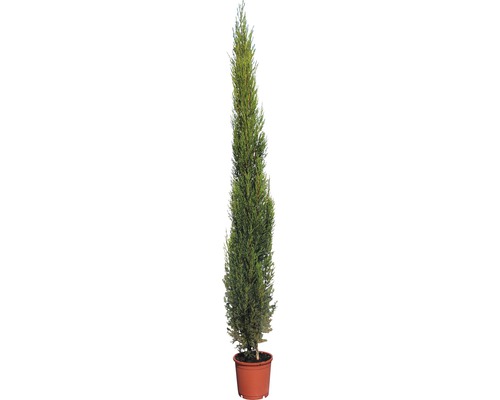 Mediterrane cipres 'Pyramidalis' FloraSelf Cupressus sempervierens 'Pyramidalis' H 160-180 cm Co 15 L