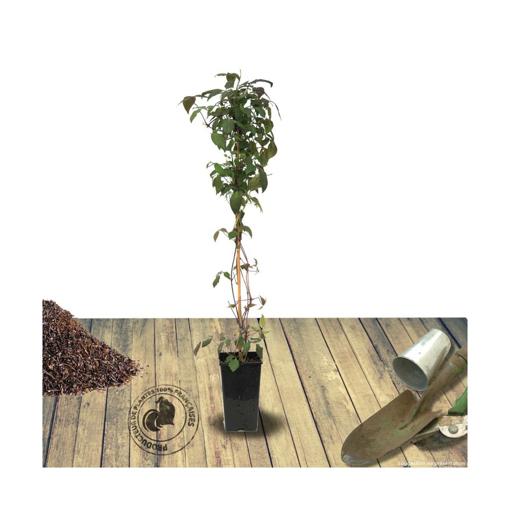 Clématite montana mayleen/clematis montana mayleen[-]pot de 3l - echelle bambou 60/120 cm