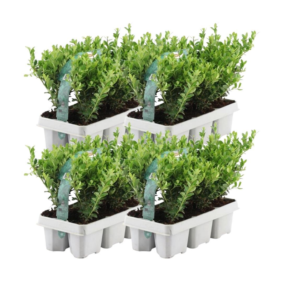 Ilex crenata 'jenny' - lot de 24 - ø7cm - ↕25 cm - plante de haie