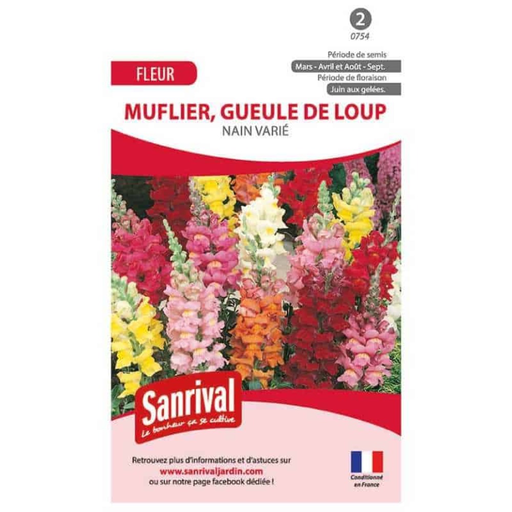 Graines muflier nain varié