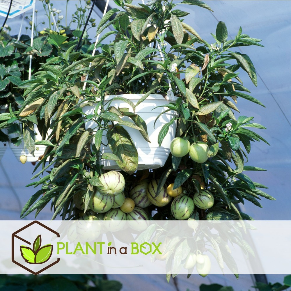 Solanum 'pepino gold' - poire melon - set de 6 - pot 9cm - hauteur 25-40cm
