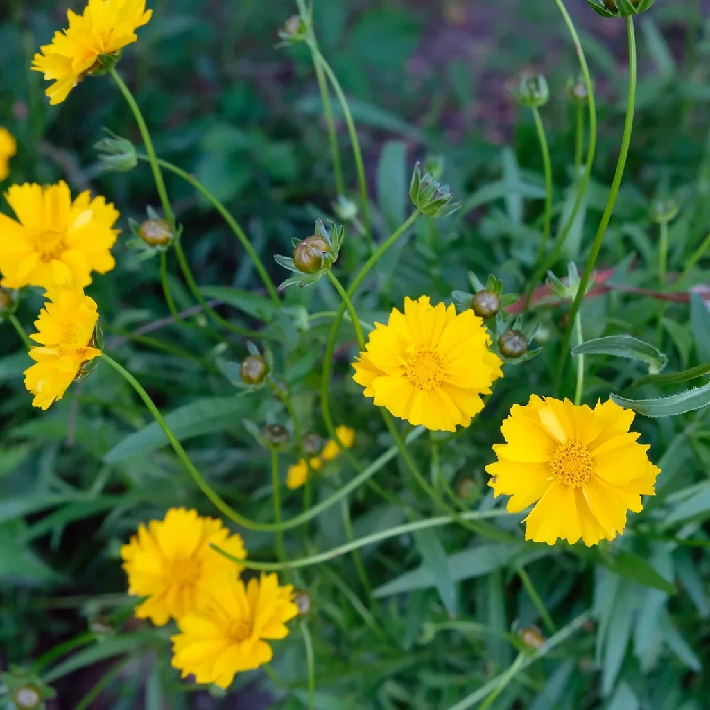 Coreopsis grand. 'Sonnenkind' Gullvakkerye  'Sonnenkind' Ø11 cm