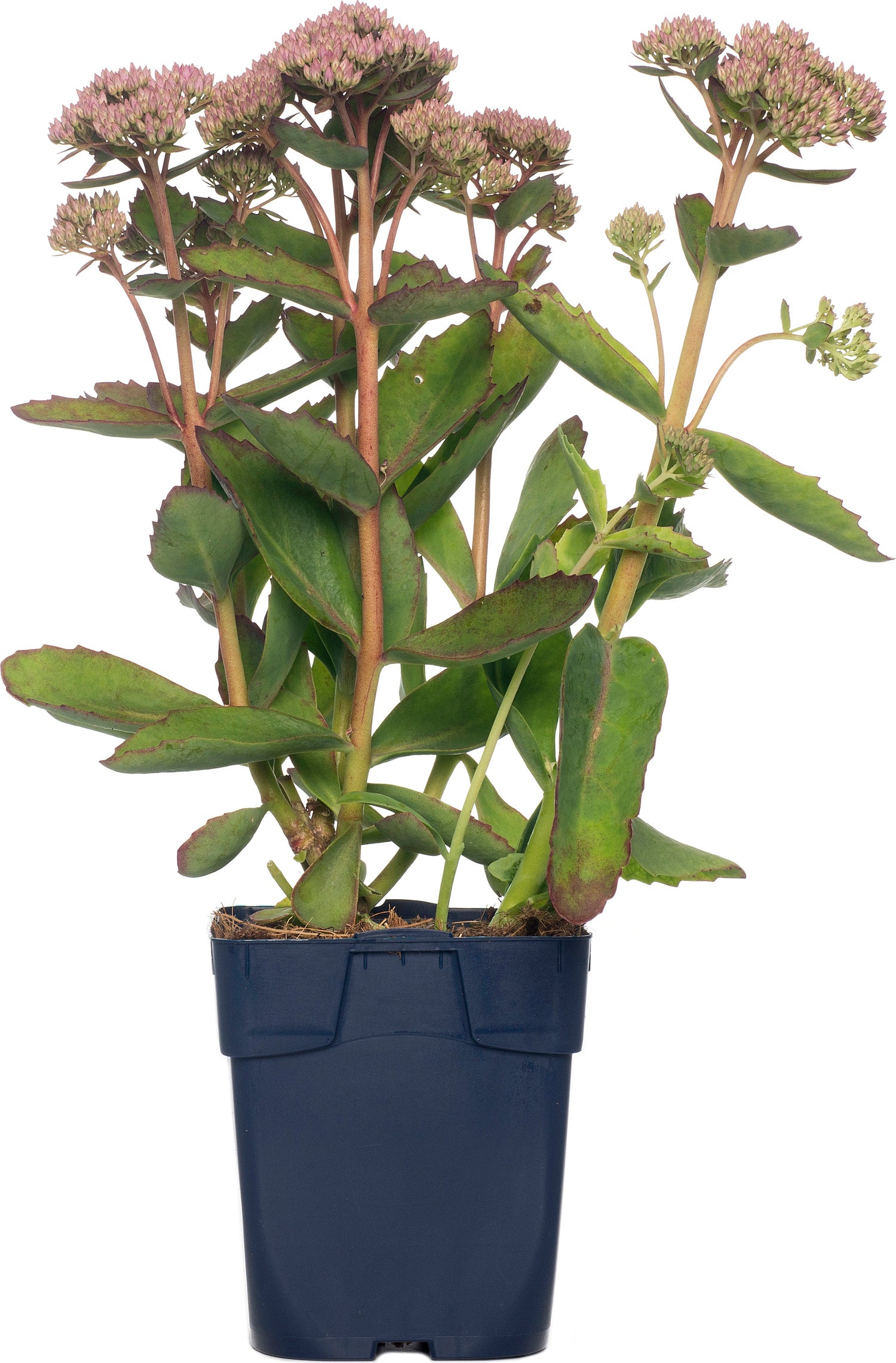 Vetkruid (Sedum 'Carl') D 11 H 30 cm