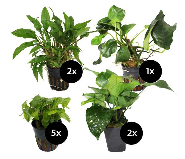 Dehner Aqua Premium Aquarienpflanzen-Set für