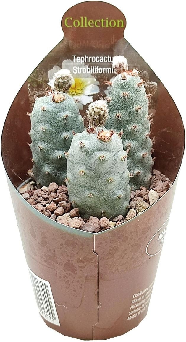 Argentijnse Cactus (Tephrocactus strobiliformis) D 6,5 H 8 cm