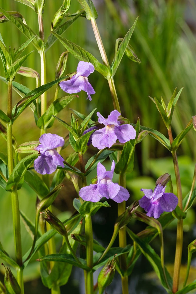 Maskerbloem (Mimulus ringens) D 9 H 20 cm