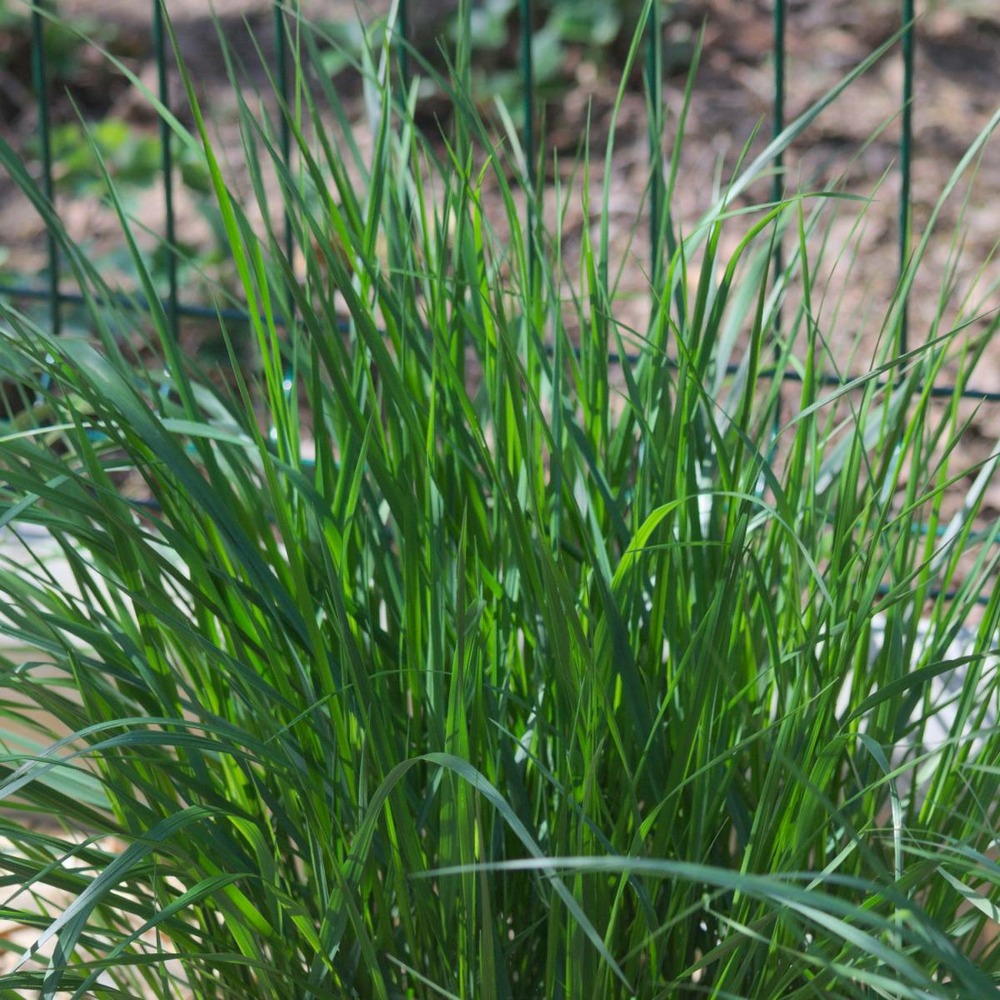 Herbe aux écouvillons alopecuroides/pennisetum alopecuroides[-]pot de 3l - touffe