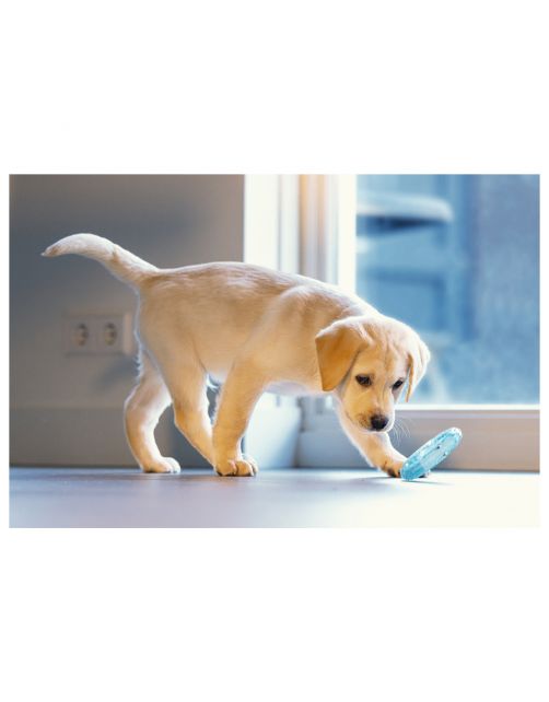 Beeztees Puppy Koel Bijtring - Hondenspeelgoed - 10 cm Groen