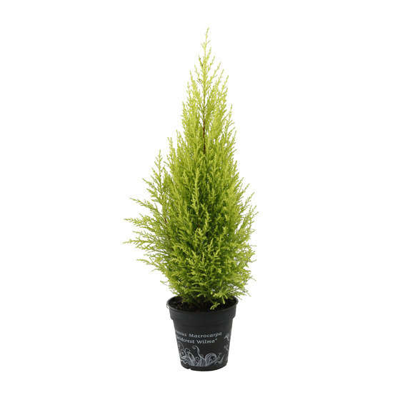 Cupressus macrocarpa Goldcrest : pot d.13cm