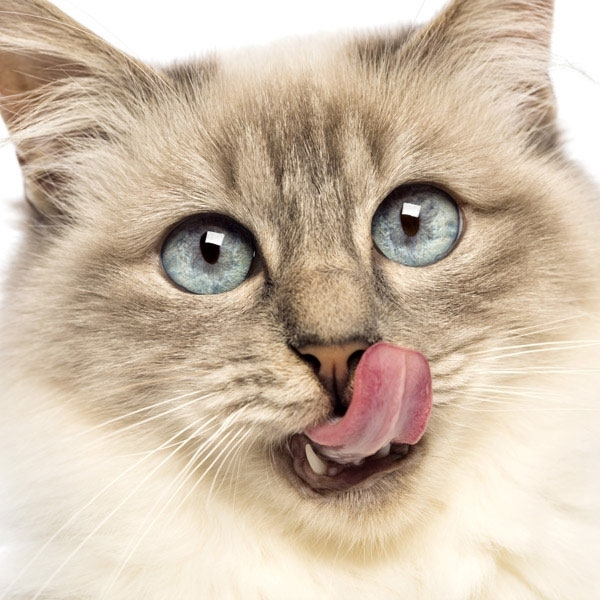 Friandises pour chat 