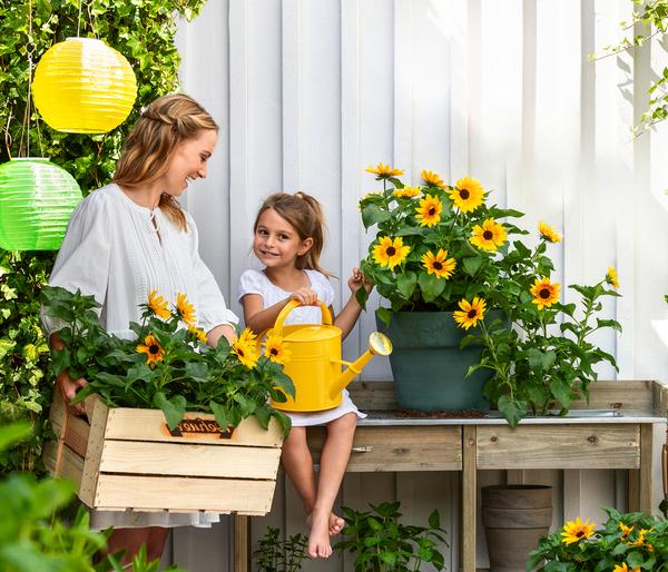 Sonnenblume 'SunBelievable®'