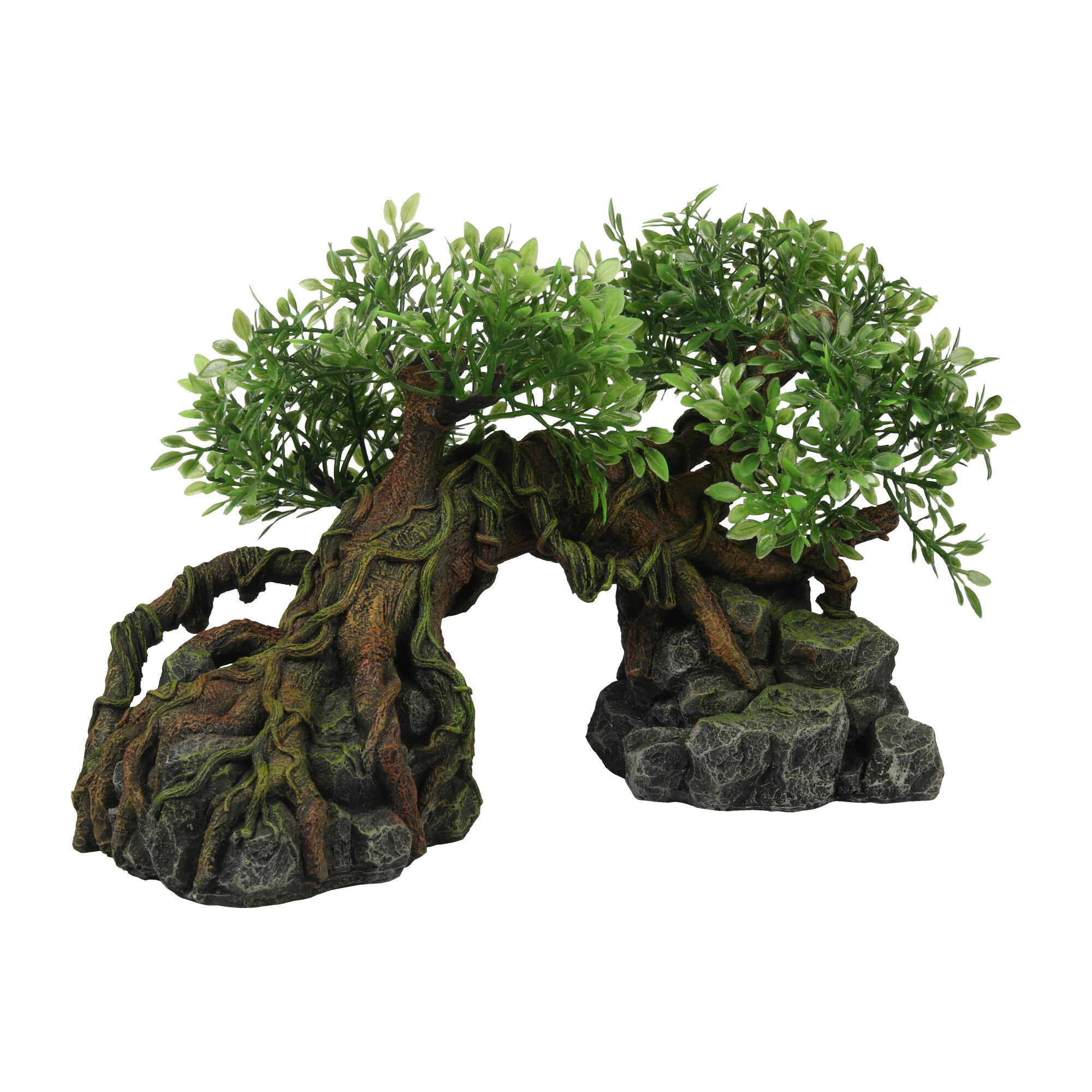Terra Della Jungleboom