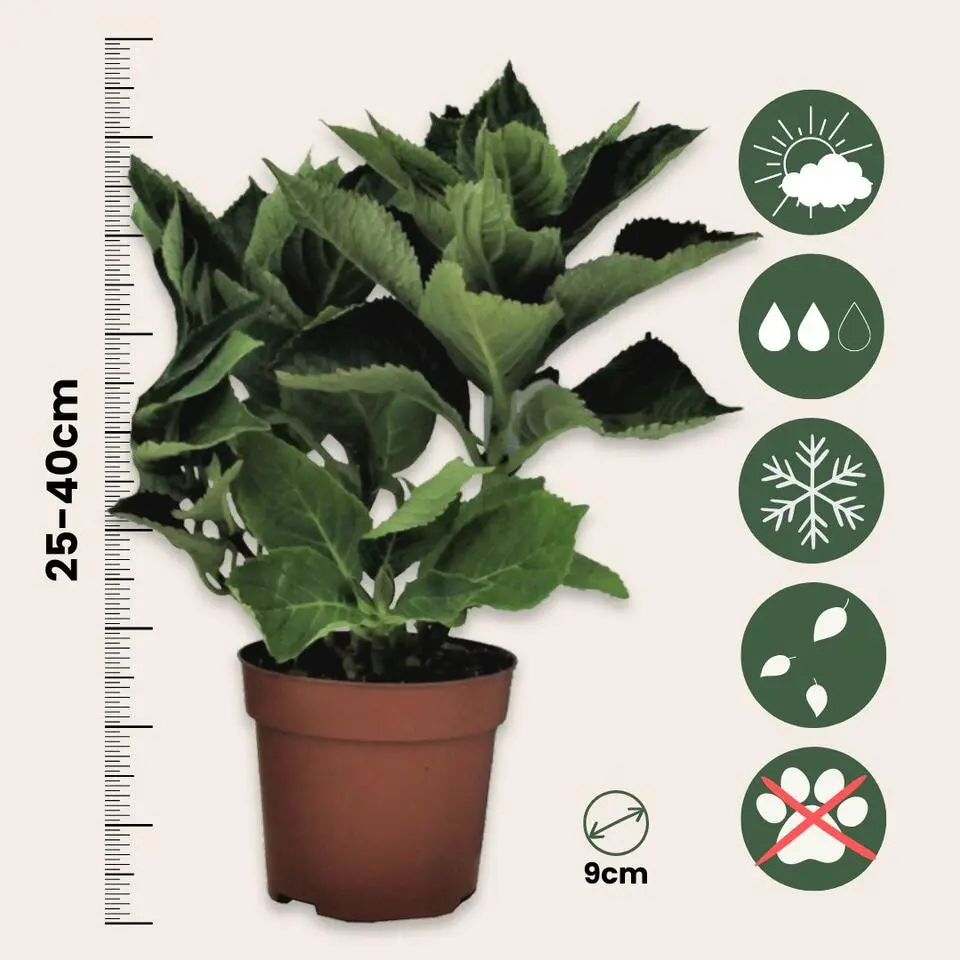 Hortensia - Set van 3 - Hydrangea macrophylla - Hoogte 25-40cm - ⌀9cm