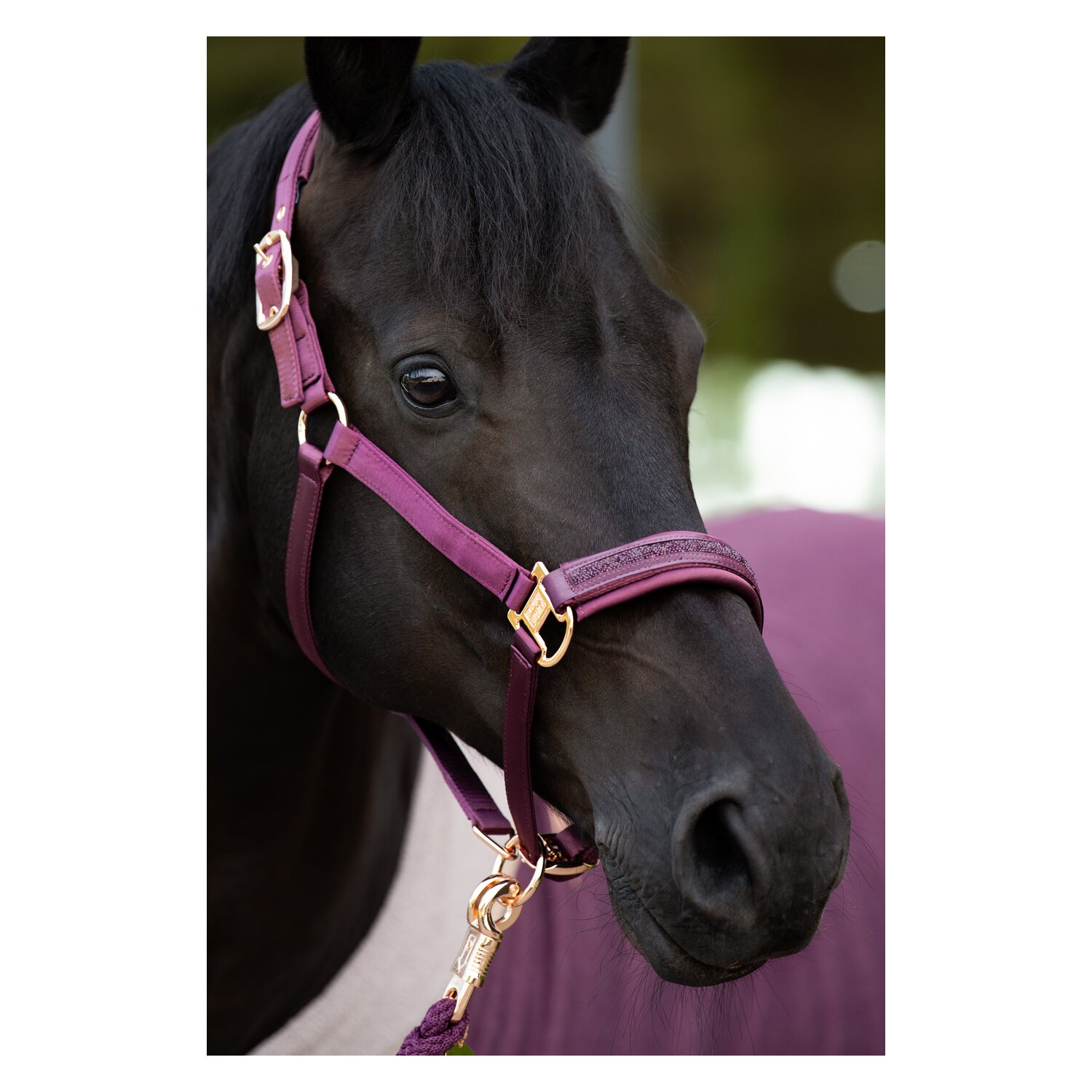 ESKADRON Heritage Halfter Satin Jewel Double Pin  - cassis