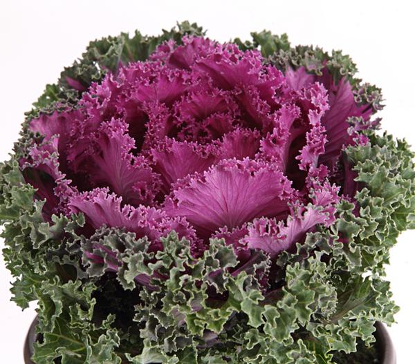 Zierkohl