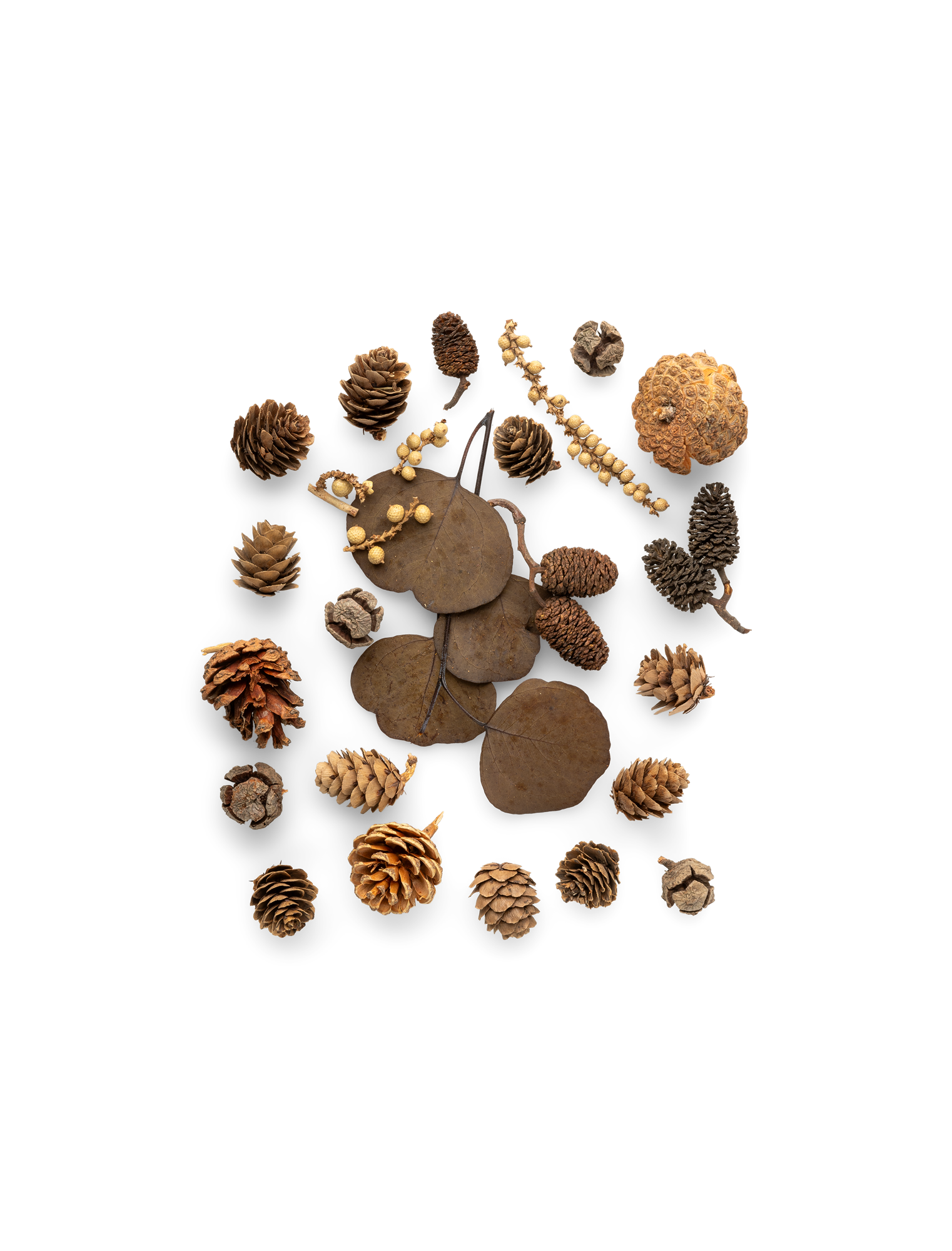 Naturligt pynt | 70 g. | Brown